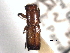  ( - CNC COLEO 00156400)  @11 [ ] CreativeCommons - Attribution (2012) CNC/CBG Photography Group Centre for Biodiversity Genomics