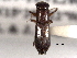  ( - CNC COLEO 00156434)  @11 [ ] CreativeCommons - Attribution (2012) CNC/CBG Photography Group Centre for Biodiversity Genomics