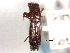  ( - CNC COLEO 00156478)  @11 [ ] CreativeCommons - Attribution (2012) CNC/CBG Photography Group Centre for Biodiversity Genomics