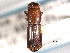  ( - CNC COLEO 00156495)  @11 [ ] CreativeCommons - Attribution (2012) CNC/CBG Photography Group Centre for Biodiversity Genomics