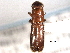  ( - CNC COLEO 00156497)  @11 [ ] CreativeCommons - Attribution (2012) CNC/CBG Photography Group Centre for Biodiversity Genomics