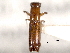  ( - CNC COLEO 00156548)  @11 [ ] CreativeCommons - Attribution (2012) CNC/CBG Photography Group Centre for Biodiversity Genomics