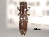  ( - CNC COLEO 00156552)  @11 [ ] CreativeCommons - Attribution (2012) CNC/CBG Photography Group Centre for Biodiversity Genomics