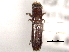  ( - CNC COLEO 00156553)  @11 [ ] CreativeCommons - Attribution (2012) CNC/CBG Photography Group Centre for Biodiversity Genomics