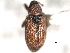  (Ellescus borealis - CNC COLEO 00157039)  @13 [ ] CreativeCommons - Attribution (2012) CNC/CBG Photography Group Centre for Biodiversity Genomics