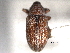  ( - CNC COLEO 00157040)  @13 [ ] CreativeCommons - Attribution (2012) CNC/CBG Photography Group Centre for Biodiversity Genomics