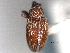  ( - CNC COLEO 00157041)  @11 [ ] CreativeCommons - Attribution (2012) CNC/CBG Photography Group Centre for Biodiversity Genomics