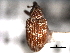 ( - CNC COLEO 00157042)  @11 [ ] CreativeCommons - Attribution (2012) CNC/CBG Photography Group Centre for Biodiversity Genomics