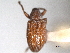 ( - CNC COLEO 00157043)  @11 [ ] CreativeCommons - Attribution (2012) CNC/CBG Photography Group Centre for Biodiversity Genomics