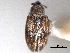  ( - CNC COLEO 00157044)  @11 [ ] CreativeCommons - Attribution (2012) CNC/CBG Photography Group Centre for Biodiversity Genomics