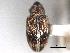  ( - CNC COLEO 00157045)  @11 [ ] CreativeCommons - Attribution (2012) CNC/CBG Photography Group Centre for Biodiversity Genomics