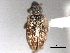  ( - CNC COLEO 00157046)  @11 [ ] CreativeCommons - Attribution (2012) CNC/CBG Photography Group Centre for Biodiversity Genomics