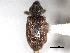  ( - CNC COLEO 00157047)  @11 [ ] CreativeCommons - Attribution (2012) CNC/CBG Photography Group Centre for Biodiversity Genomics