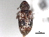  ( - CNC COLEO 00157053)  @11 [ ] CreativeCommons - Attribution (2012) CNC/CBG Photography Group Centre for Biodiversity Genomics