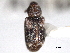 ( - CNC COLEO 00157058)  @11 [ ] CreativeCommons - Attribution (2012) CNC/CBG Photography Group Centre for Biodiversity Genomics