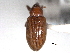  ( - CNC COLEO 00157062)  @11 [ ] CreativeCommons - Attribution (2012) CNC/CBG Photography Group Centre for Biodiversity Genomics