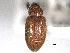  ( - CNC COLEO 00157063)  @11 [ ] CreativeCommons - Attribution (2012) CNC/CBG Photography Group Centre for Biodiversity Genomics
