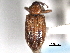  ( - CNC COLEO 00157064)  @11 [ ] CreativeCommons - Attribution (2012) CNC/CBG Photography Group Centre for Biodiversity Genomics