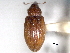  ( - CNC COLEO 00157066)  @11 [ ] CreativeCommons - Attribution (2012) CNC/CBG Photography Group Centre for Biodiversity Genomics