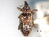  ( - CNC COLEO 00157069)  @11 [ ] CreativeCommons - Attribution (2012) CNC/CBG Photography Group Centre for Biodiversity Genomics
