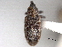  (Dorytomus imbecillus - CNC COLEO 00157073)  @13 [ ] CreativeCommons - Attribution (2012) CNC/CBG Photography Group Centre for Biodiversity Genomics