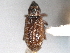  ( - CNC COLEO 00157076)  @12 [ ] CreativeCommons - Attribution (2012) CNC/CBG Photography Group Centre for Biodiversity Genomics