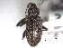  (Dorytomus inaequalis - CNC COLEO 00157079)  @13 [ ] CreativeCommons - Attribution (2012) CNC/CBG Photography Group Centre for Biodiversity Genomics