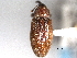 ( - CNC COLEO 00157097)  @11 [ ] CreativeCommons - Attribution (2012) CNC/CBG Photography Group Centre for Biodiversity Genomics