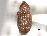  (Dorytomus rufulus - CNC COLEO 00157108)  @14 [ ] CreativeCommons - Attribution (2012) CNC/CBG Photography Group Centre for Biodiversity Genomics
