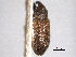  (Dorytomus roelofsi - CNC COLEO 00157111)  @11 [ ] CreativeCommons - Attribution (2012) CNC/CBG Photography Group Centre for Biodiversity Genomics