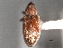  ( - CNC COLEO 00157112)  @12 [ ] CreativeCommons - Attribution (2012) CNC/CBG Photography Group Centre for Biodiversity Genomics