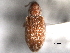  ( - CNC COLEO 00157114)  @13 [ ] CreativeCommons - Attribution (2012) CNC/CBG Photography Group Centre for Biodiversity Genomics