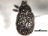  ( - CNC COLEO 00157129)  @11 [ ] CreativeCommons - Attribution (2012) CNC/CBG Photography Group Centre for Biodiversity Genomics