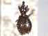  ( - CNC COLEO 00157162)  @11 [ ] CreativeCommons - Attribution (2012) CNC/CBG Photography Group Centre for Biodiversity Genomics