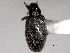  ( - CNC COLEO 00157211)  @13 [ ] CreativeCommons - Attribution (2012) CNC/CBG Photography Group Centre for Biodiversity Genomics