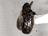  ( - CNC COLEO 00157212)  @13 [ ] CreativeCommons - Attribution (2012) CNC/CBG Photography Group Centre for Biodiversity Genomics
