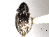  ( - CNC COLEO 00157274)  @11 [ ] CreativeCommons - Attribution (2012) CNC/CBG Photography Group Centre for Biodiversity Genomics