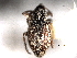  ( - CNC COLEO 00157280)  @11 [ ] CreativeCommons - Attribution (2012) CNC/CBG Photography Group Centre for Biodiversity Genomics