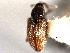  ( - CNC COLEO 00157283)  @12 [ ] CreativeCommons - Attribution (2012) CNC/CBG Photography Group Centre for Biodiversity Genomics