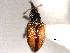  (Smicronyx commixtus - CNC COLEO 00157284)  @12 [ ] CreativeCommons - Attribution (2012) CNC/CBG Photography Group Centre for Biodiversity Genomics