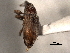  ( - CNC COLEO 00157304)  @11 [ ] CreativeCommons - Attribution (2012) CNC/CBG Photography Group Centre for Biodiversity Genomics