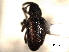  ( - CNC COLEO 00157314)  @11 [ ] CreativeCommons - Attribution (2012) CNC/CBG Photography Group Centre for Biodiversity Genomics