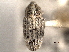  ( - CNC COLEO 00157350)  @11 [ ] CreativeCommons - Attribution (2012) CNC/CBG Photography Group Centre for Biodiversity Genomics