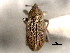  ( - CNC COLEO 00157367)  @12 [ ] CreativeCommons - Attribution (2012) CNC/CBG Photography Group Centre for Biodiversity Genomics