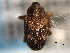  ( - CNC COLEO 00157392)  @11 [ ] CreativeCommons - Attribution (2012) CNC/CBG Photography Group Centre for Biodiversity Genomics