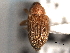  ( - CNC COLEO 00157393)  @11 [ ] CreativeCommons - Attribution (2012) CNC/CBG Photography Group Centre for Biodiversity Genomics