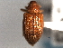  ( - CNC COLEO 00157394)  @11 [ ] CreativeCommons - Attribution (2012) CNC/CBG Photography Group Centre for Biodiversity Genomics