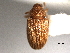  ( - CNC COLEO 00157398)  @11 [ ] CreativeCommons - Attribution (2012) CNC/CBG Photography Group Centre for Biodiversity Genomics