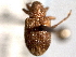 ( - CNC COLEO 00157403)  @11 [ ] CreativeCommons - Attribution (2012) CNC/CBG Photography Group Centre for Biodiversity Genomics