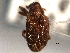  ( - CNC COLEO 00157404)  @11 [ ] CreativeCommons - Attribution (2012) CNC/CBG Photography Group Centre for Biodiversity Genomics